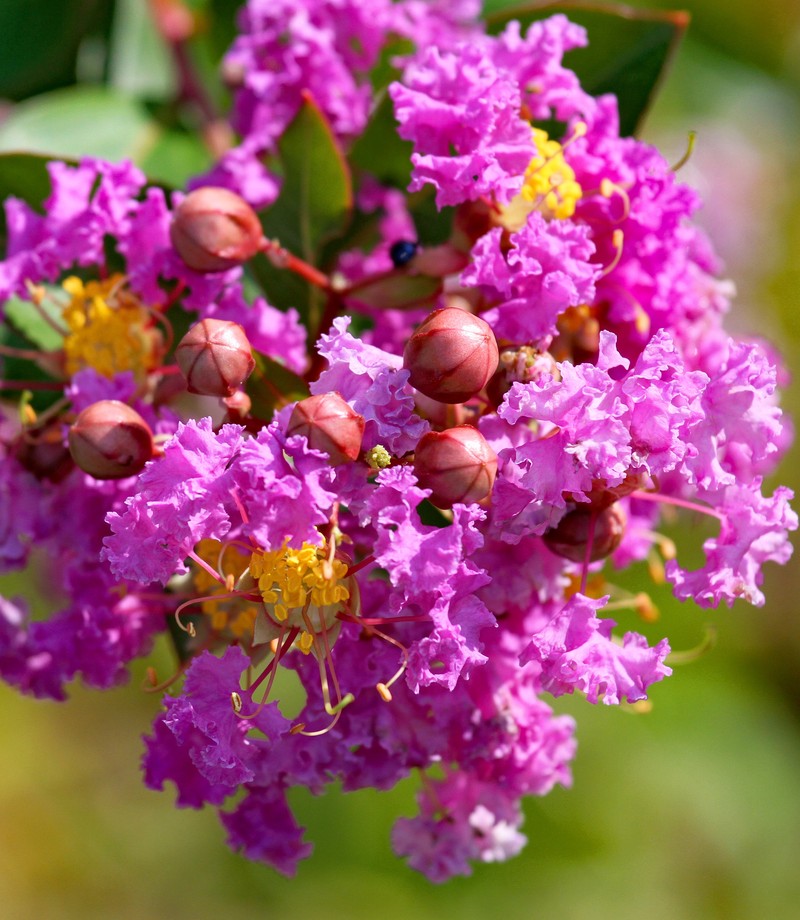 Banaba