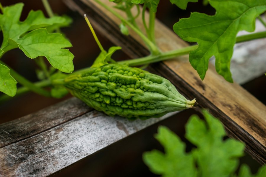 Bitter Melon