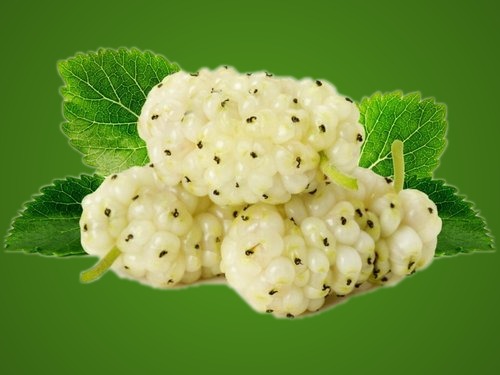 White Mulberry